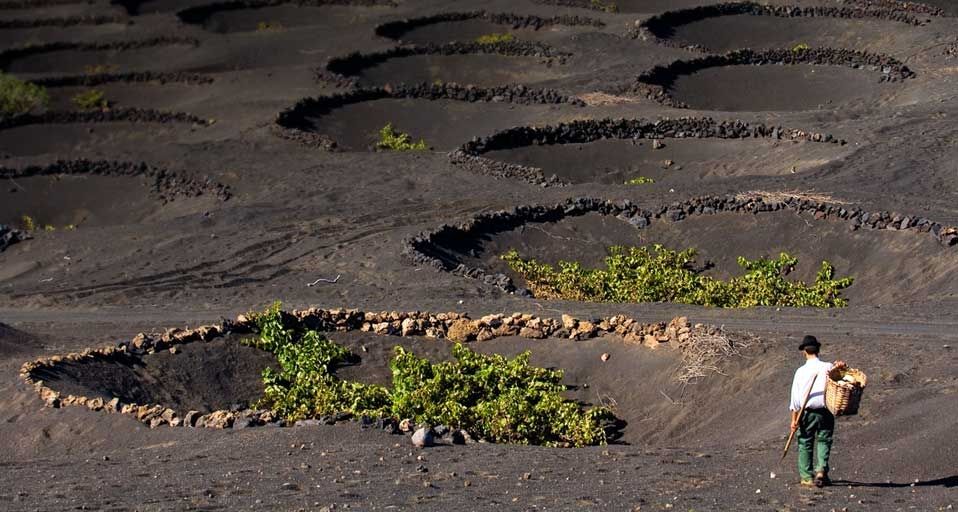 Vineyards growing in volcanic ash in La Geria on Lanzarote Island in the Canary Islands, Spain