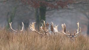 Cerf cachés dans la forêt (© AB Photography/Getty images)(Bing France)