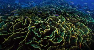 Poissons Grammatidae et corail Pavona decussata au large des îles Phœnix, Kiribati -- Paul Nicklen/National Geographic/Getty Images &copy; (Bing France)