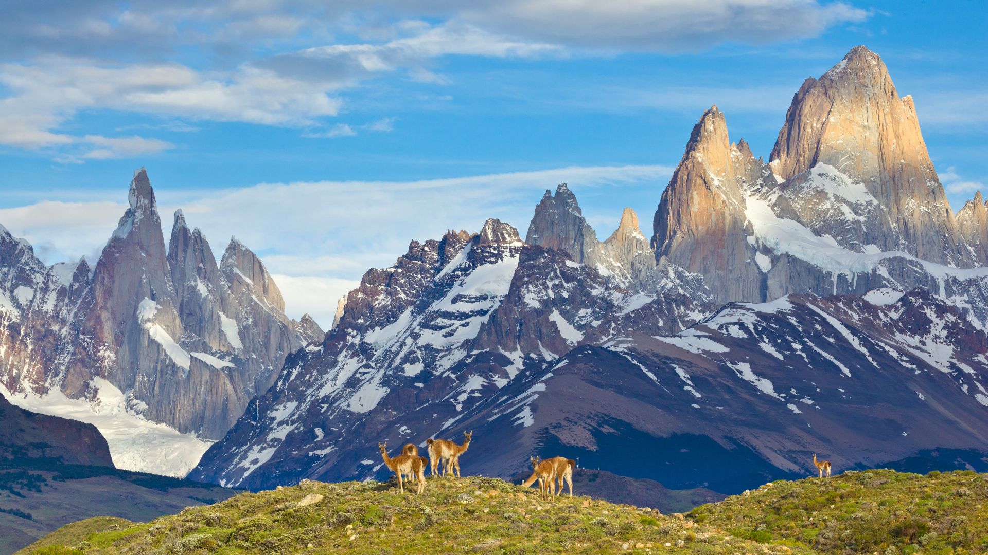 Guanacos in Los Glaciares National Park, Patagonia, Argentina
