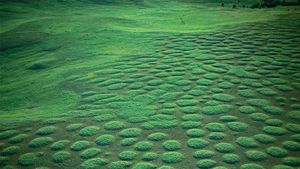 Monticules de prairies à Zumwalt Prairie, dans l’Oregon (© Michael Durham/Minden Pictures)(Bing France)