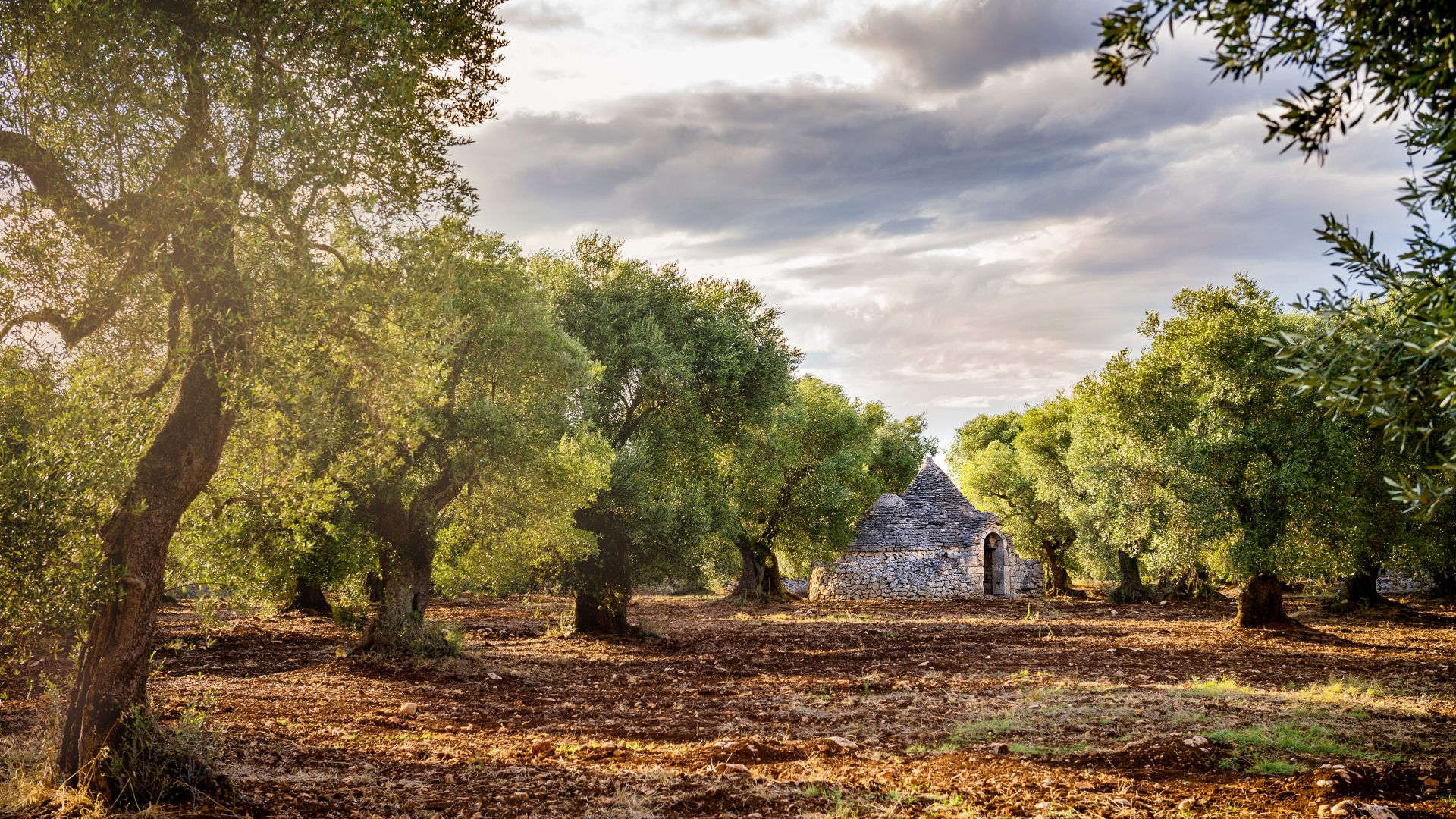 Olive grove, Valle d'Itria, Puglia, Italy
