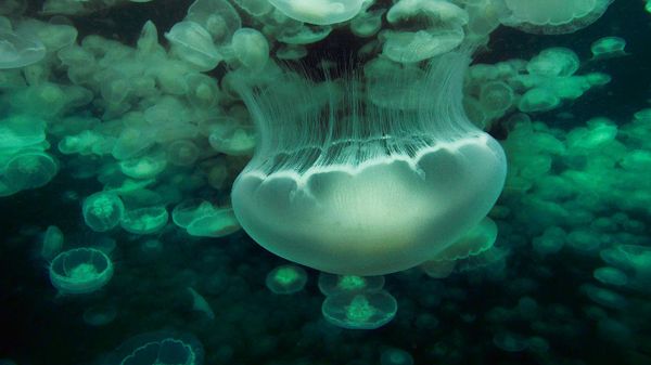 Bloom of moon jellyfish swimming at night in Prince William Sound, Alaska