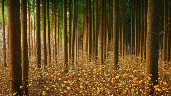 Mitsumata (aka paperbush) in a forest in Japan