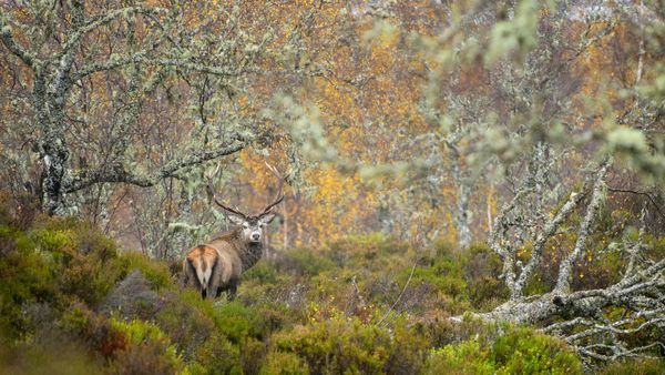 Cervo rosso nella Foresta di Conifere della Caledonia, Glen Affric, Highlands scozzesi, Scozia