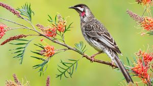 Red wattlebird, Victoria, Australia (© plainpicture/Minden Pictures/Jan Wegener/BIA)(Bing New Zealand)