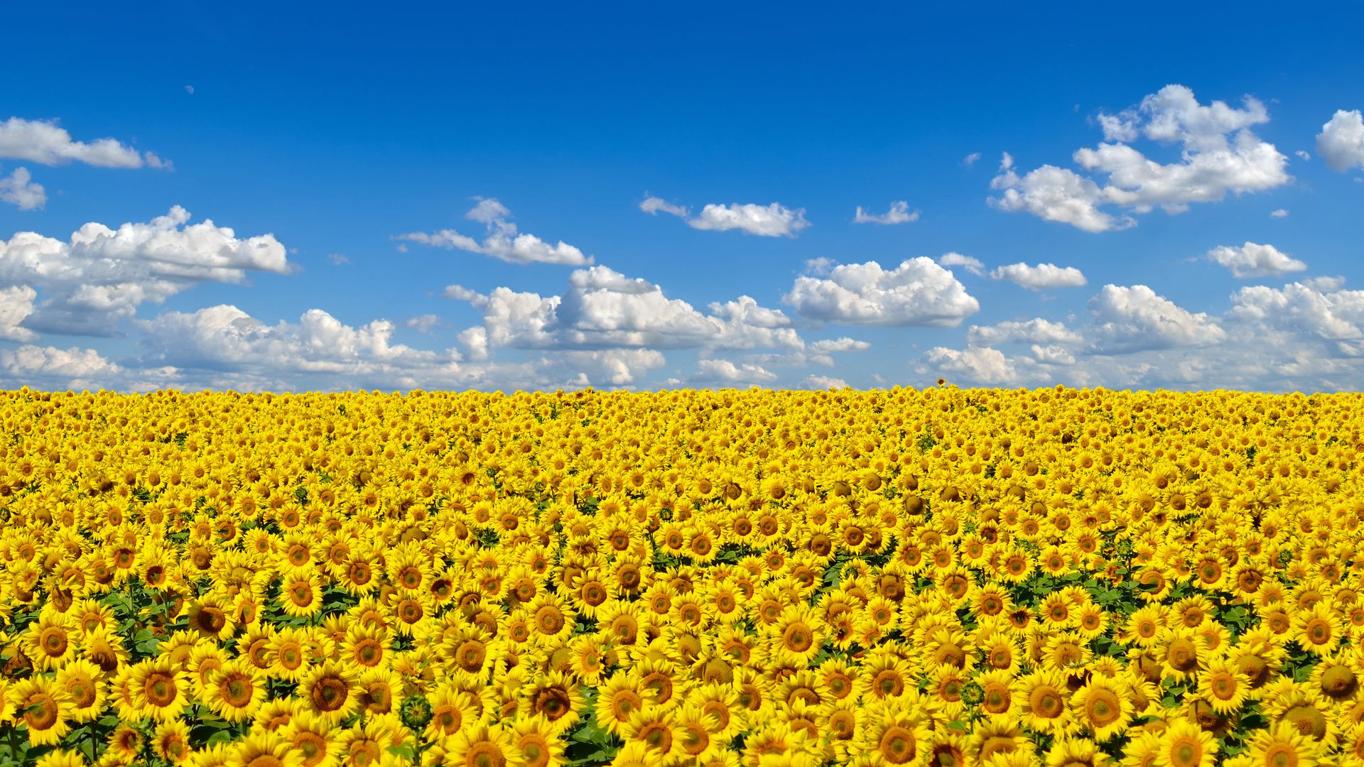 Field of sunflowers, Ukraine\'s national flower