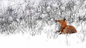 Red Fox (Vulpes vulpes) Canada (© Mark Raycroft/Minden Pictures)(Bing Canada)