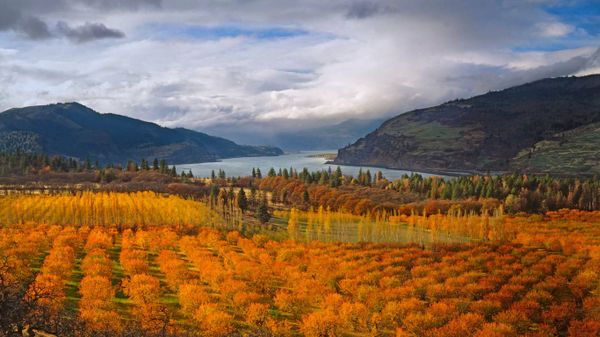 Cherry orchards in the Columbia River Gorge National Scenic Area, Oregon