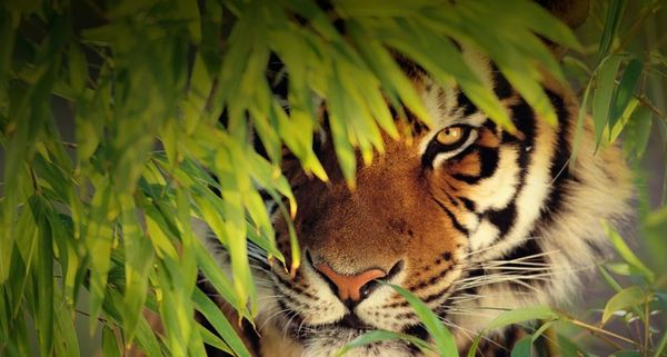 Bengal Tiger hiding behind leaves