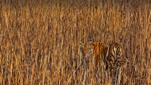 Tiger camouflaged in tall grass, Assam, India
