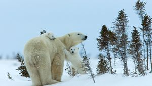 北极熊妈妈和幼崽，丘吉尔城，曼尼托巴省，加拿大 (© Thorsten Milse/Getty Images)(Bing China)