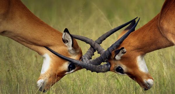 Young impala bucks spar in a test of strength in the grasslands of Serengeti National Park, Tanzania