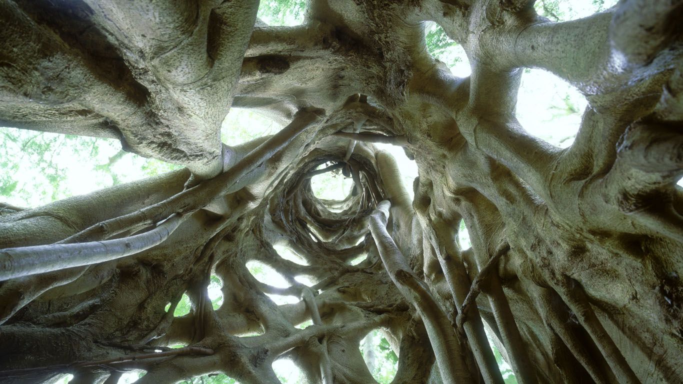 Strangler Fig tree in Bunya Mountains National Park, Queensland