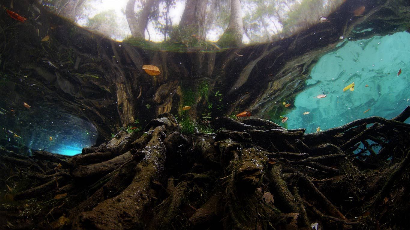 Three Sisters Springs dans la Crystal River, Floride, États-Unis