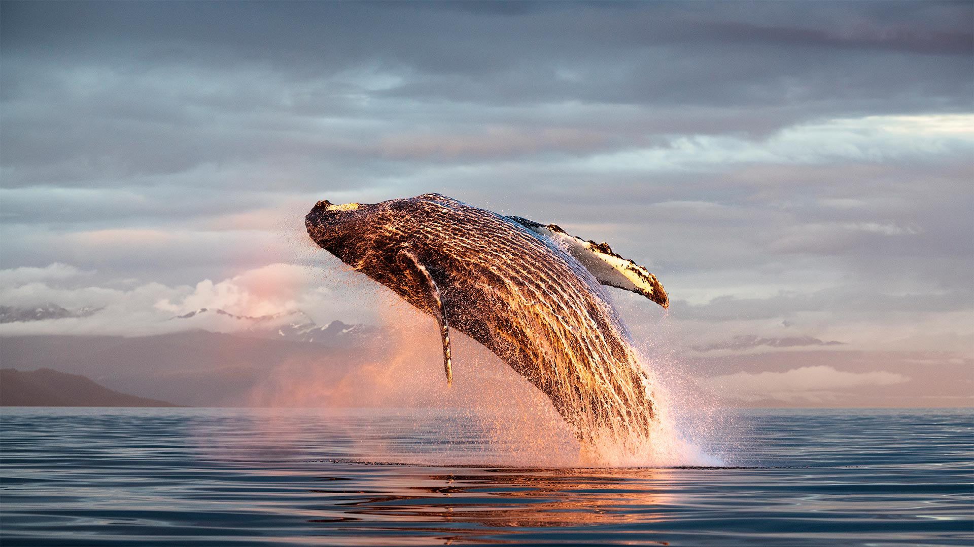 North Pacific humpback whale breaching in Alaska, USA