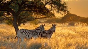 Zèbres des plaines au lever du soleil, parc national de Mokala, Afrique du Sud (© EcoPrint/Shutterstock)(Bing France)