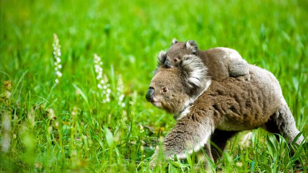 Koala and joey