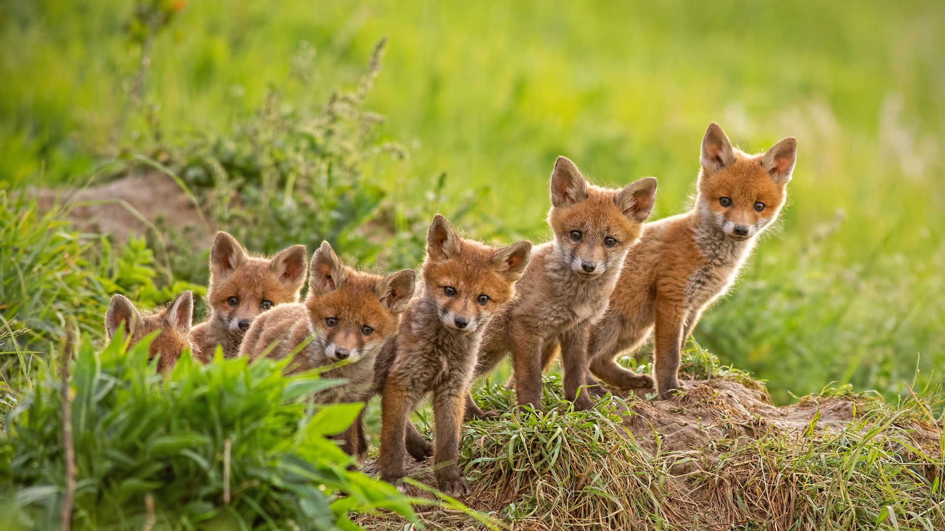 Red fox cubs near their den