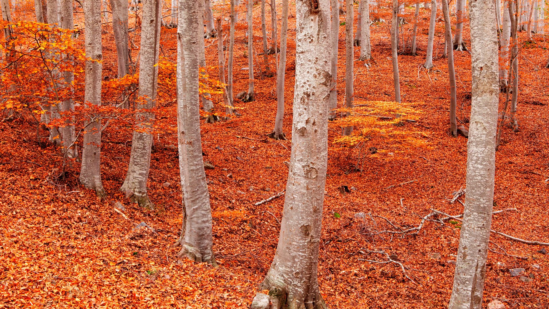 Foresta di faggi di Peña Roya, Parco Naturale del Moncayo, Saragozza, Aragona, Spagna