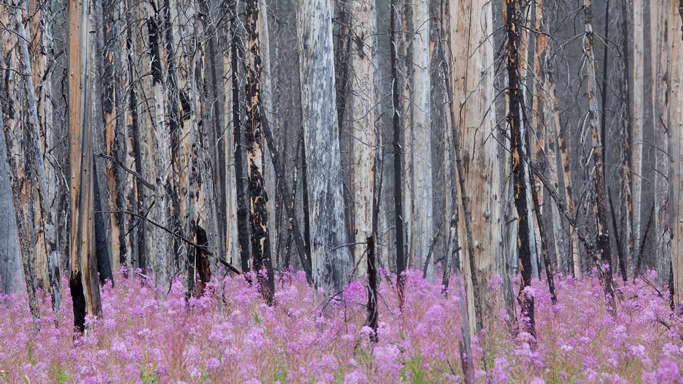 Burnt forest with fireweed in Banff National Park, Alberta, Canada