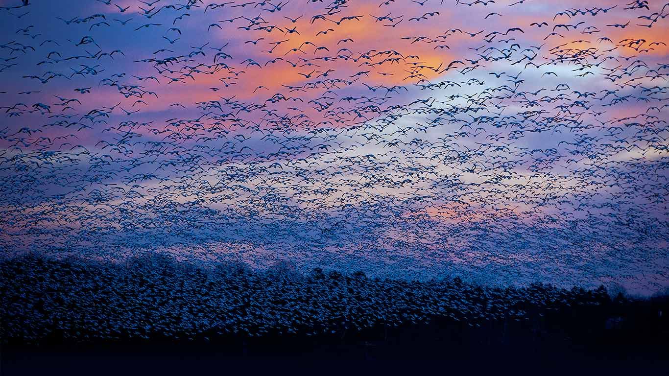 Snow goose migration at the Saint-François River, Quebec, Canada