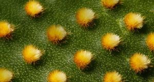 Opuntia, prickly pear cactus (© Flowerphotos/Superstock) &copy; (Bing United States)