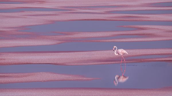 Flamant rose, Aigues-Mortes