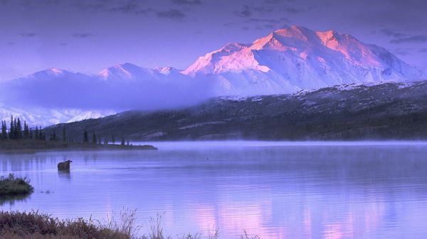 Moose wading in Wonder Lake, Denali National Park and Preserve, Alaska