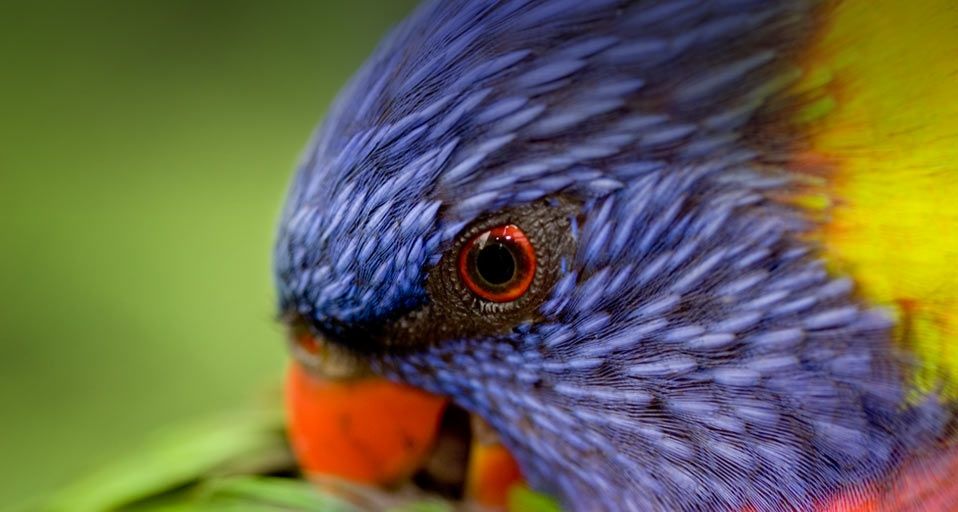 A Rainbow Lorikeet preening its feathers