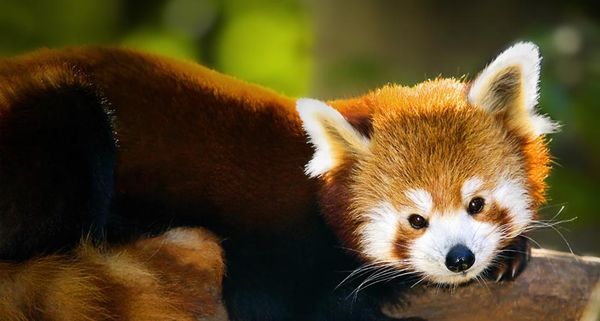 RedPanda