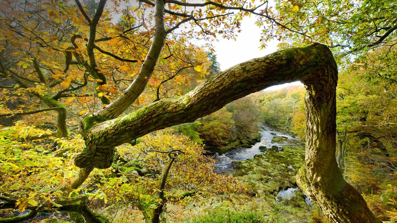 Views from Strid Wood over the River Wharfe in North Yorkshire