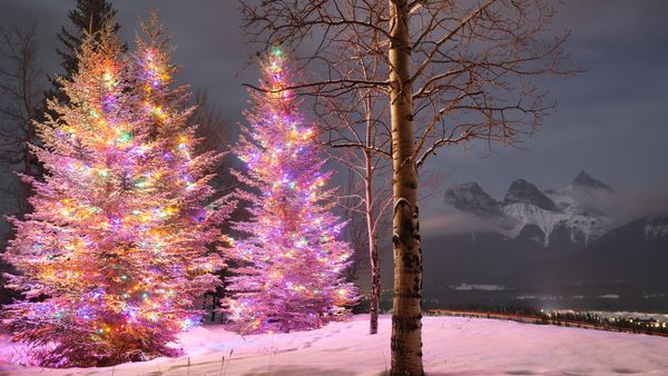 Christmas trees with the Three Sisters mountain in the background, Canmore, Alberta