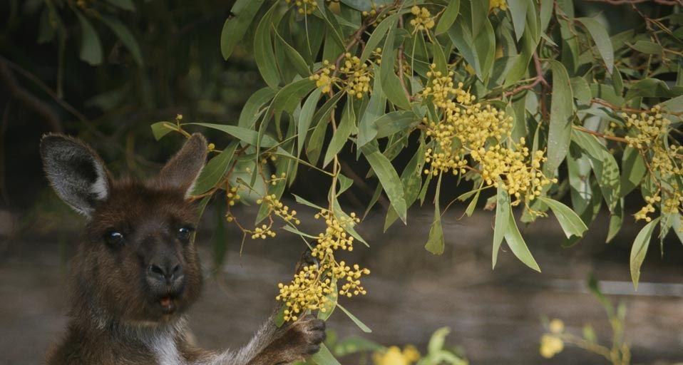 Gray kangaroo feeding on wattle flowers
