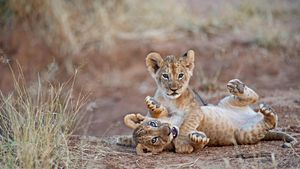桑布鲁国家公园里摔跤的狮子幼崽，肯尼亚 (© Mark C. Ross/Getty Images)(Bing China)