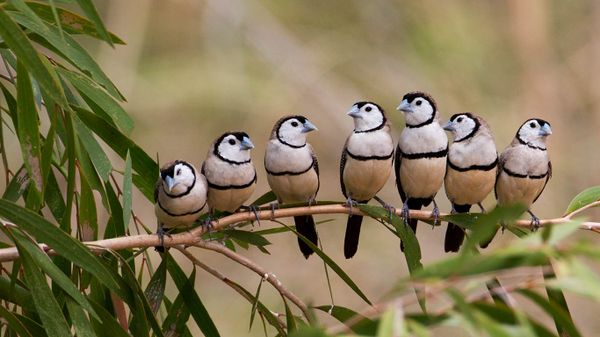 Double-barred finch flock at Gregory River, Queensland, Australia