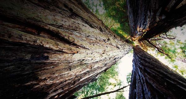Stand of Redwood trees in Redwood National Park, California