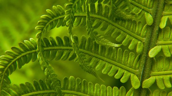 Ostrich fern in Washington state, USA