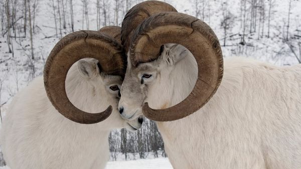Close-up of a male Dall sheep exhibiting dominant behaviour, Yukon