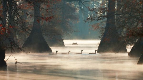 Canada geese in Hill Lake, Pulaski County, Arkansas