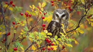 Northern Saw-whet Owl (Aegolius acadicus) perching in a wild rose bush, British Columbia, Canada (© Tim Fitzharris/Minden Pictures)(Bing Canada)