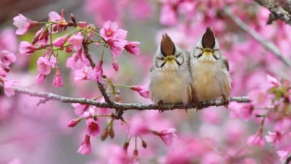 Taiwan yuhina pair, Alishan National Scenic Area, Taiwan
