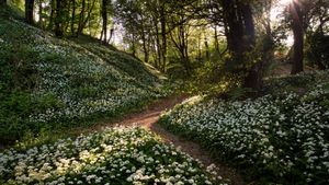 Wild garlic, Greatwood Copse, Isle of Wight, England (© Available Light Photography/Alamy Stock Photo)(Bing United Kingdom)