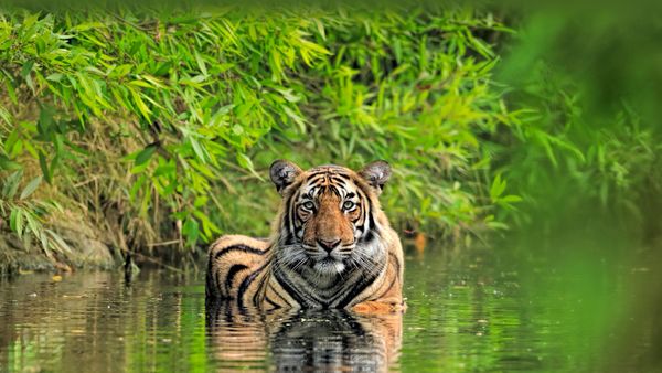 Tigre del Bengala, Parco nazionale di Ranthambore, India