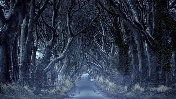 Dark Hedges in County Antrim