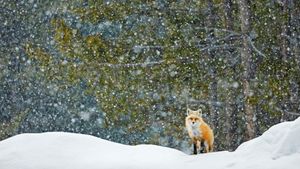 アカギツネ, 米国 ワイオミング州 (© Radomir Jakubowski/naturepl.com)(Bing Japan)