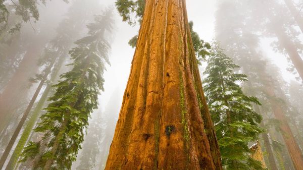Giant sequoia trees in Sequoia National Park, California, USA. The park turns 128 today.