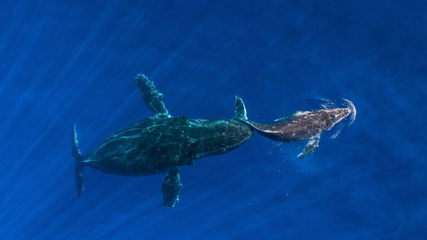 Humpback whale mother pushes her sleeping calf to surface, Maui, Hawaii, USA