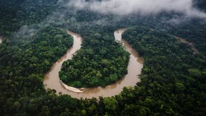 Amazon rainforest, Ecuador (© Mark Fox/Getty Images)(Bing United States)