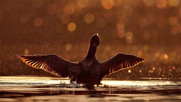 A common loon in the Superior National Forest, Minnesota